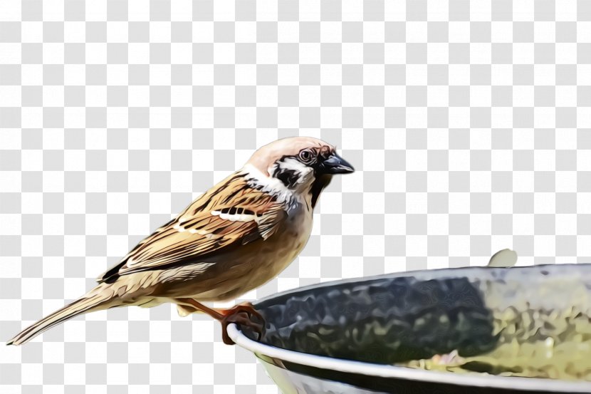 Bird House Sparrow Beak Emberizidae - Songbird - Lark Food Transparent PNG