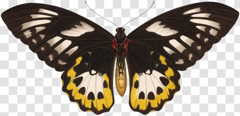 Monarch Butterfly Pieridae פייפר בלה - PaperBella Moth Haitalkim StreetButterfly Fairy Transparent PNG