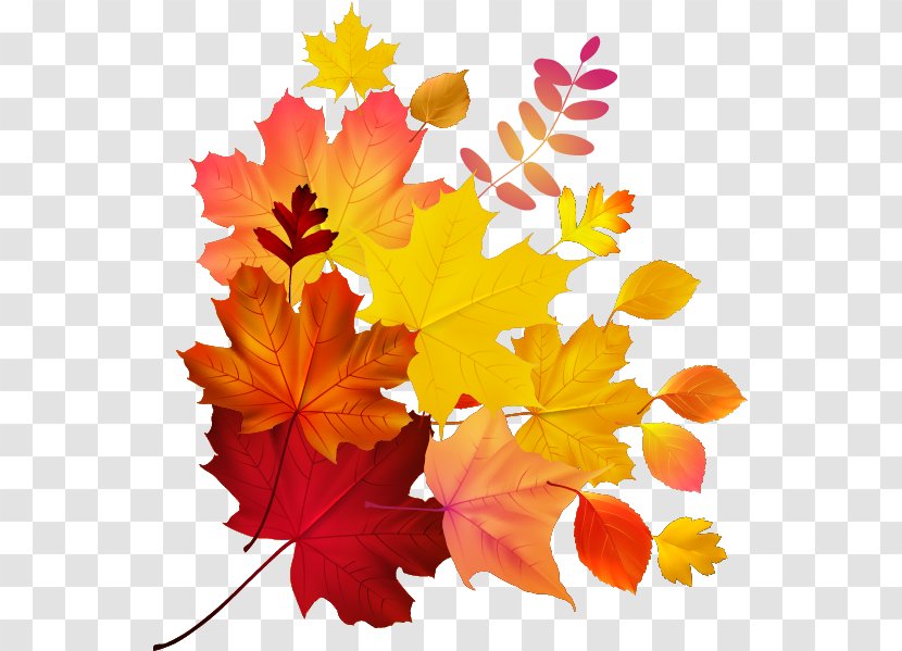 Autumn Leaf Color Maple Royalty-free - Petal Transparent PNG