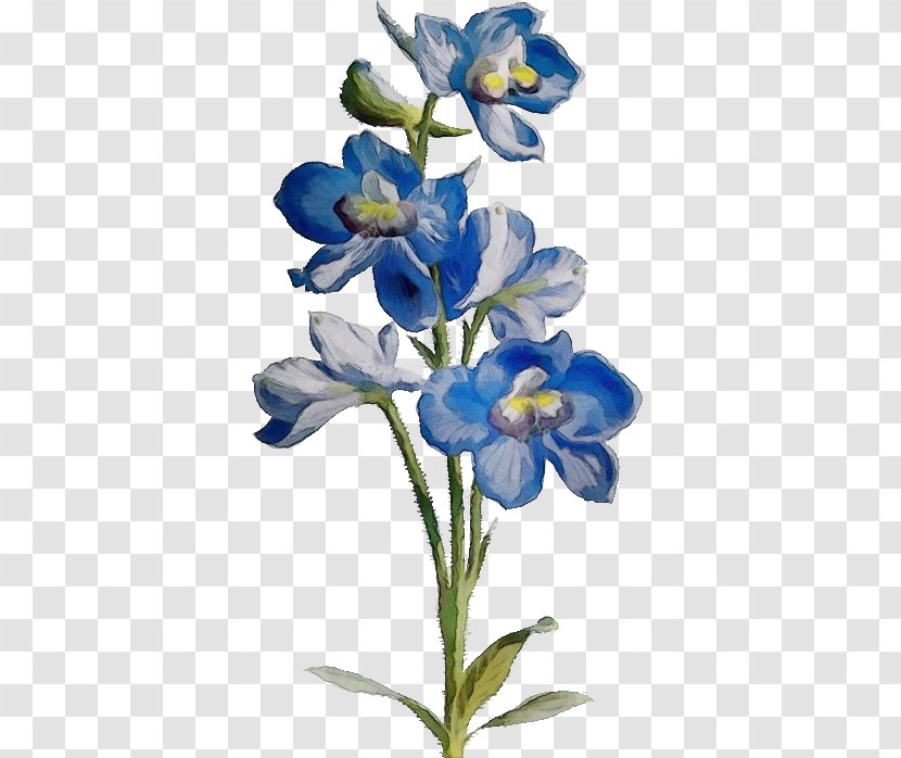 Flower Plant Blue Petal Iris - Delphinium - Cut Flowers Bluebonnet Transparent PNG