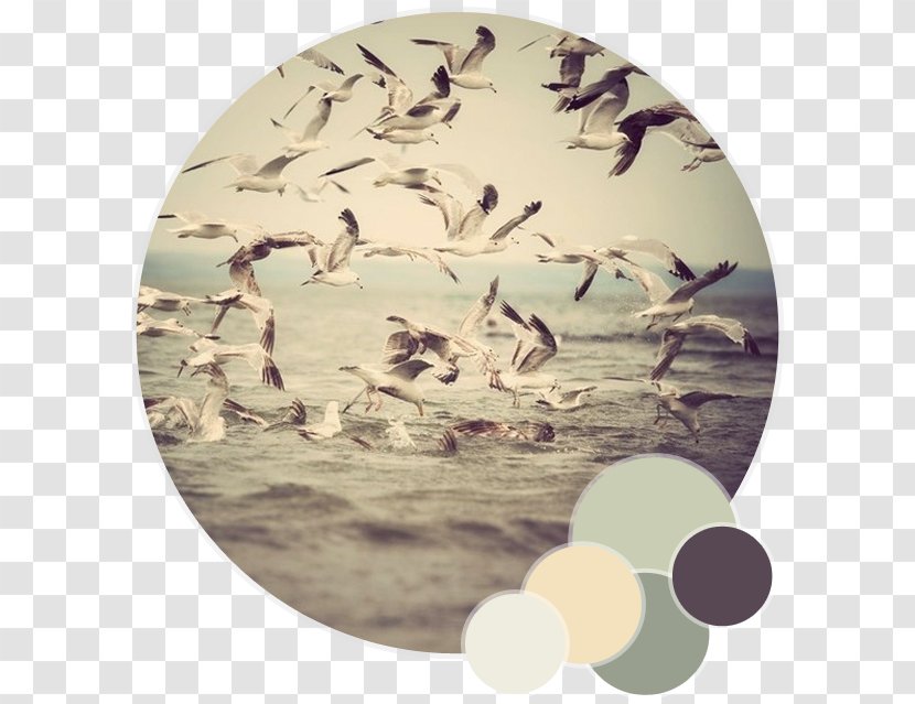 Gulls Bird Photography Photographer - Fauna Transparent PNG