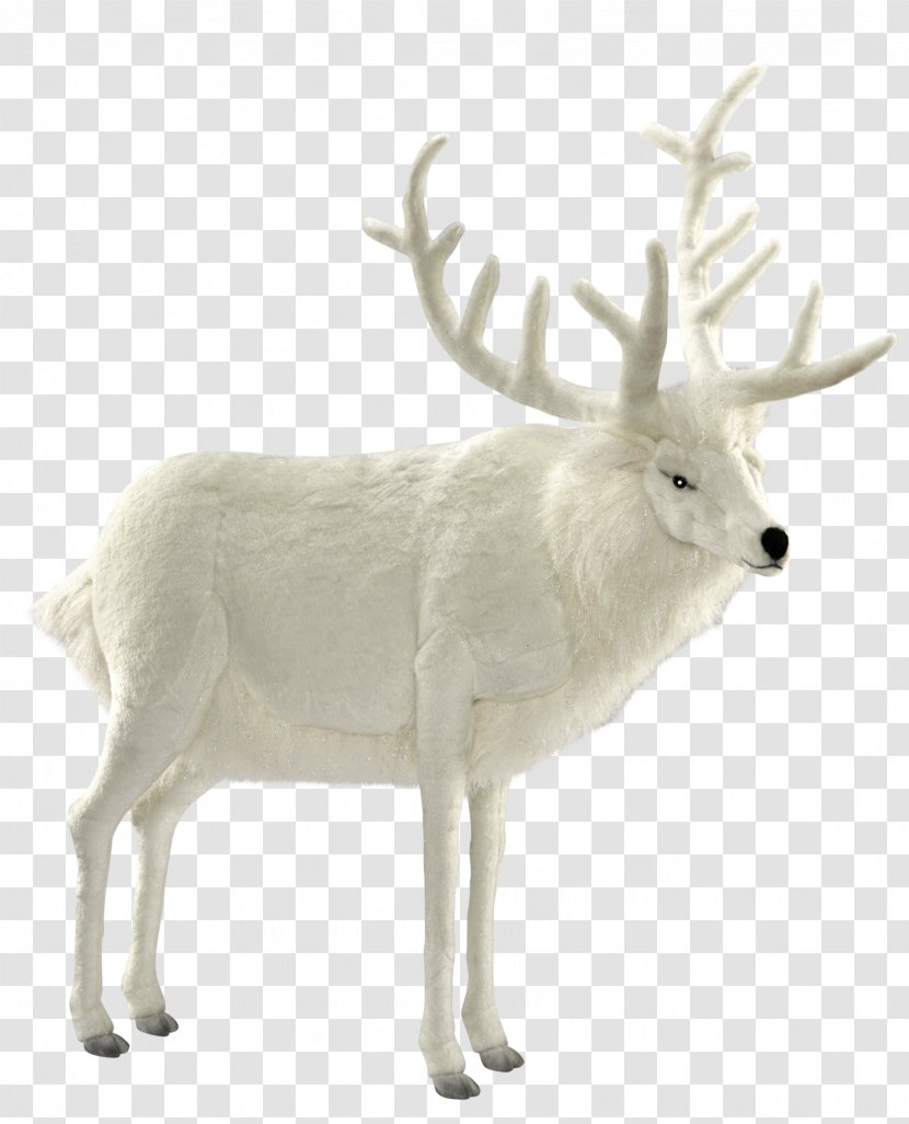 Reindeer Elk Antler Wildlife - Deer Transparent PNG