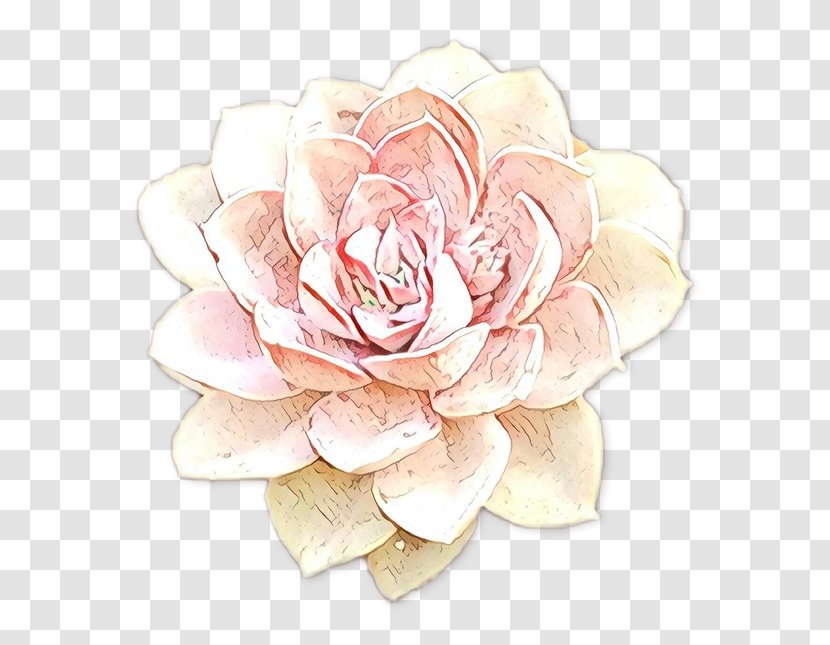 Garden Roses Cut Flowers Petal Pink M - Watercolor Paint Transparent PNG