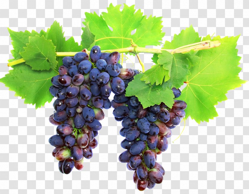 White Wine Cabernet Sauvignon Grape Red - Vine Transparent PNG