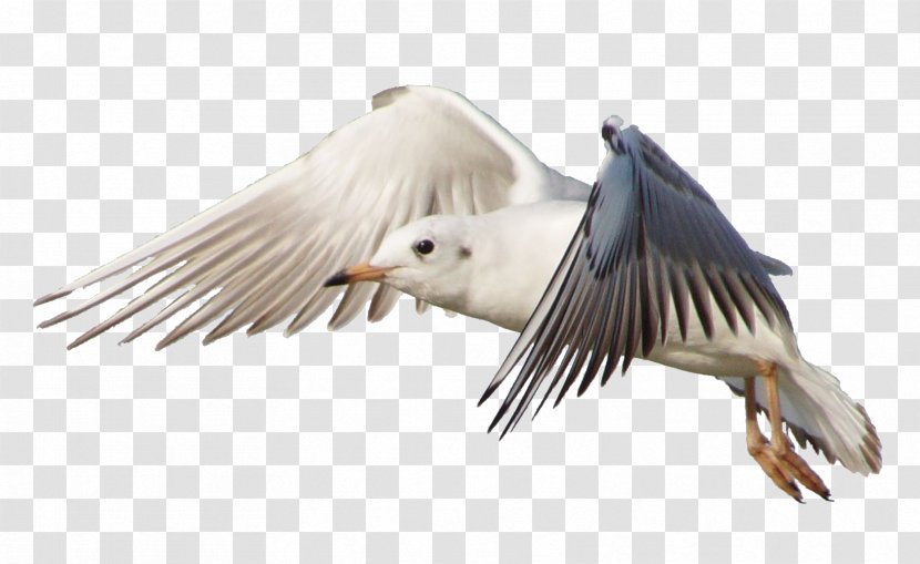 Bird Gulls Flight Jonathan Livingston Seagull - Flock Of Birds Transparent PNG