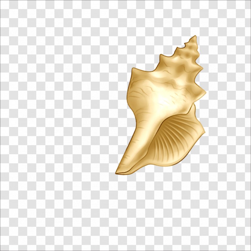 Beach Sea Snail Seashell - Conch Transparent PNG