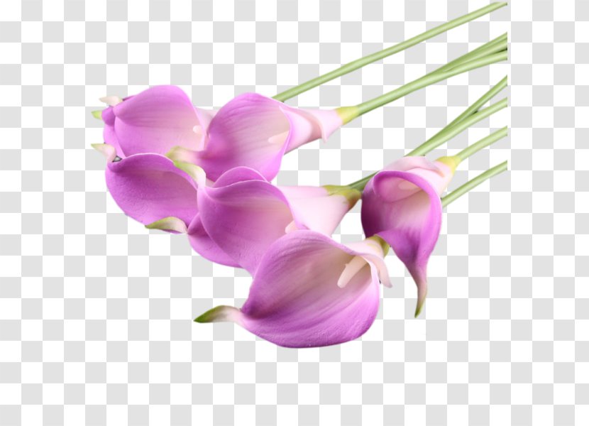 Bog Arum Flower Arum-lily Clip Art - Arumlily Transparent PNG
