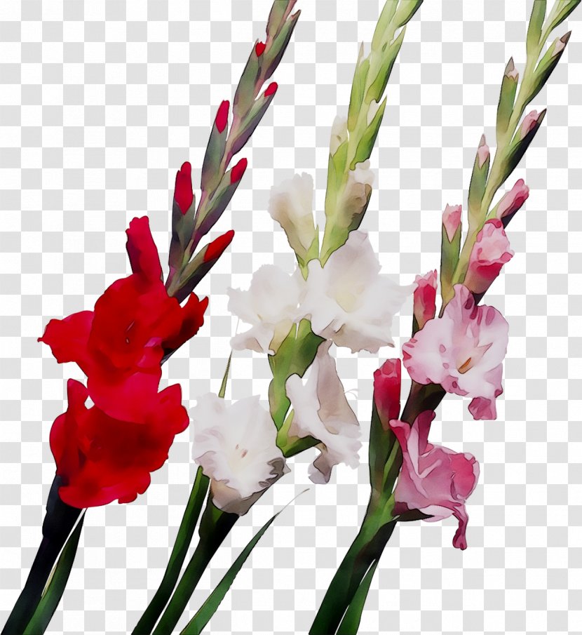 Gladiolus Flower Bouquet Ukrflora Bulb - Tulip Transparent PNG