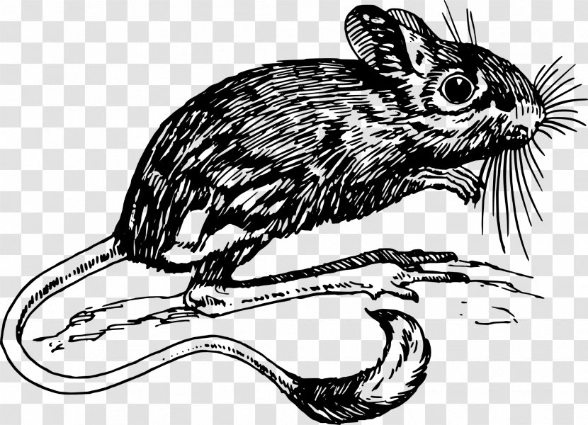 Dormouse Drawing Clip Art - Tail - Mouse Trap Transparent PNG