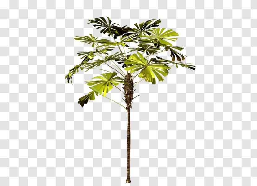 Asian Palmyra Palm Trees Plants Branch - Plant Stem - Tree Transparent PNG