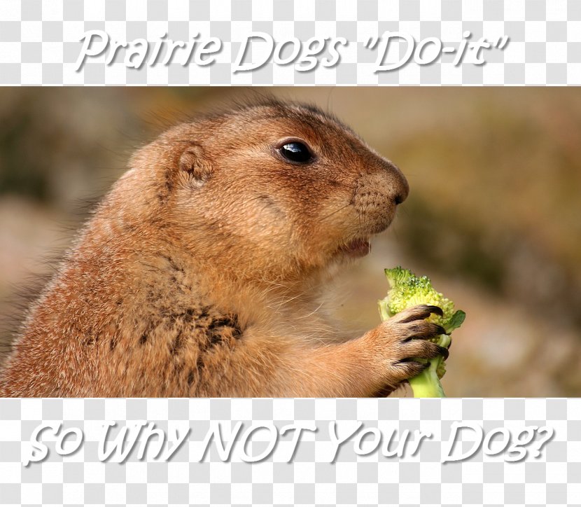 Prairie Dog Rodent Zazzle - Marmot Transparent PNG