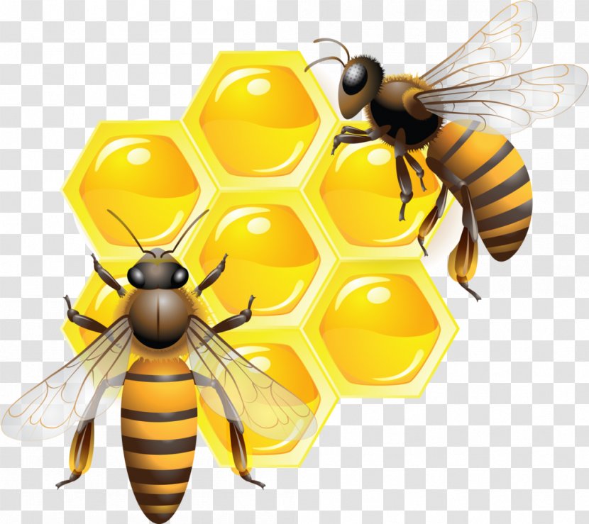 Honey Bee Honeycomb Insect - Invertebrate Transparent PNG