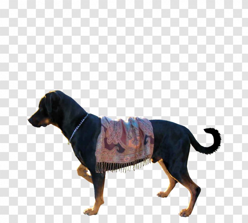 Dog Breed PhotoScape GIMP Transparent PNG