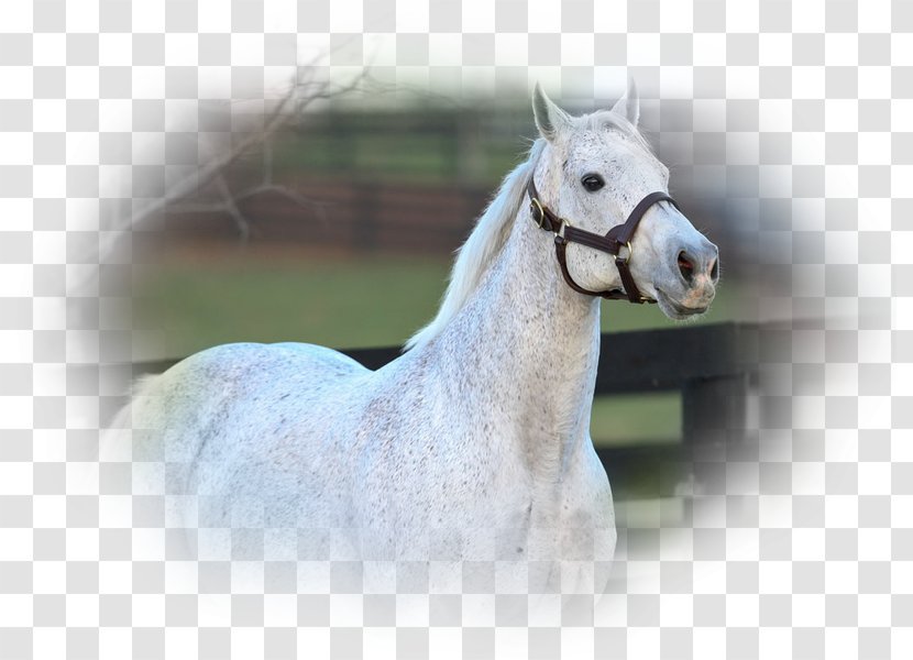 Stallion Arabian Horse Mustang Thoroughbred Friesian - Mare Transparent PNG