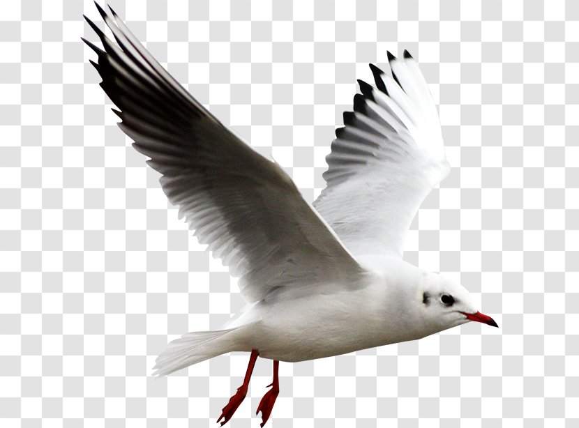 European Herring Gull Bird Clip Art - White Transparent PNG