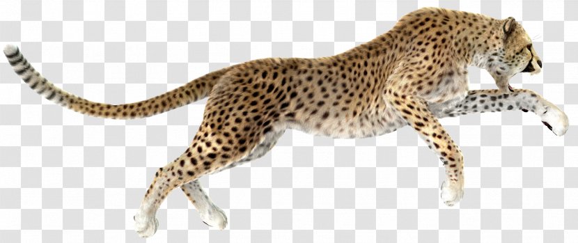 Cheetah Leopard Stock Photography Royalty-free - Carnivoran Transparent PNG