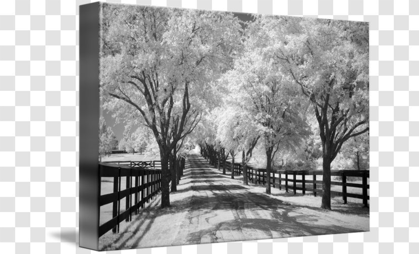 Picture Frames Gallery Wrap Cherry Blossom Photography - Monochrome - Country Road Transparent PNG