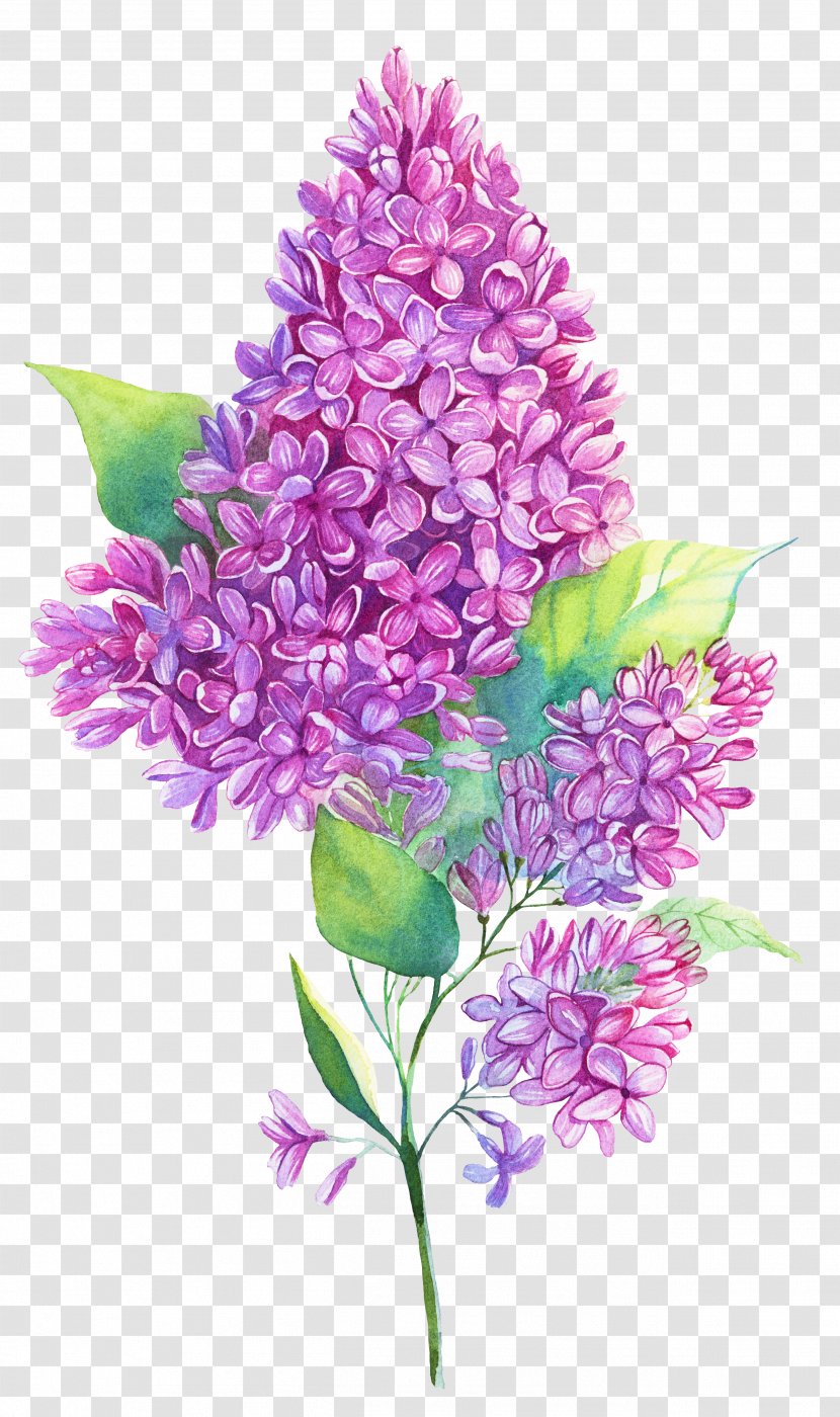 Watercolor Painting Purple Lilac Illustration - Flower - Flowers Decorated Transparent PNG