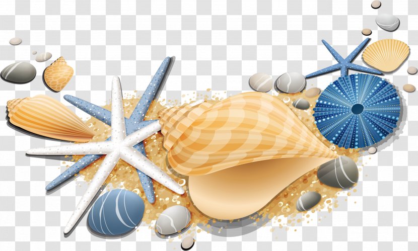 Seashell Starfish Conch - Sea Snail Transparent PNG