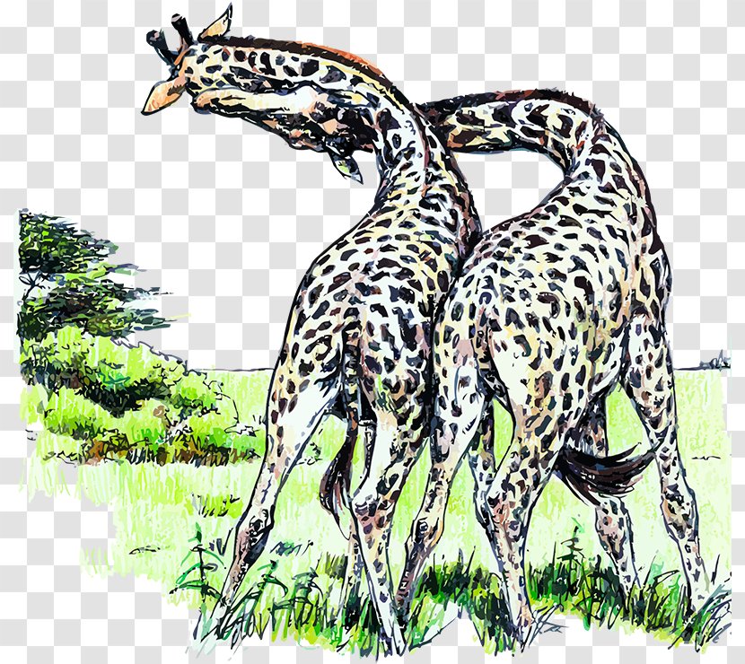 Northern Giraffe Felidae Animal Ruminant Transparent PNG