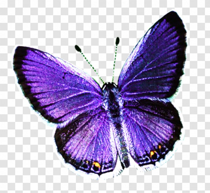 Butterfly Desktop Wallpaper Clip Art - Moth Transparent PNG