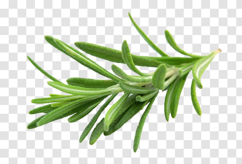 Rosemary Herb Flavor Spice Basil - Fennel - Essential Oil Transparent PNG
