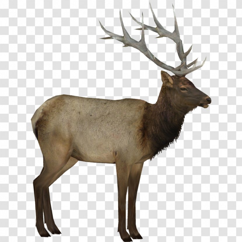Deer Elk Moose Transparency - Animal - Silhouette Transparent PNG