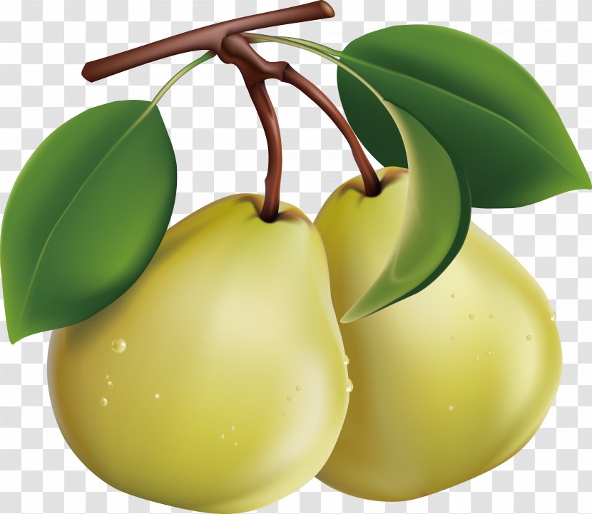 Asian Pear Fruit Clip Art - Plant Transparent PNG