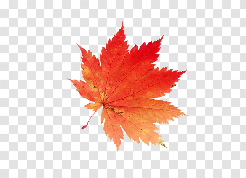 Autumn Maple Leaf Clip Art - Drawing - Cool Days Transparent PNG