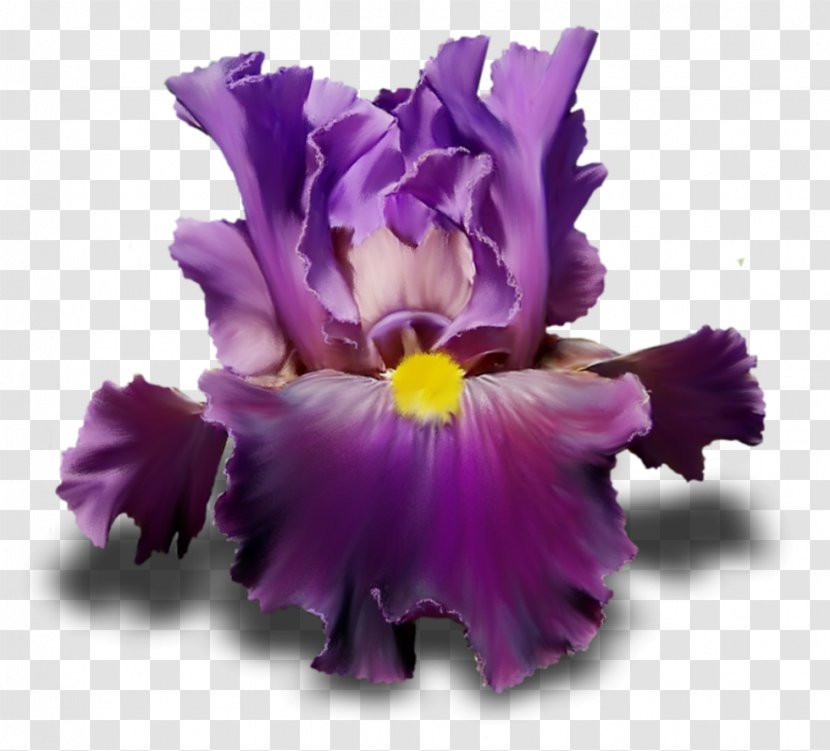 Irises Flower Purple Lilac Violet - Iris Family - Cool Transparent PNG