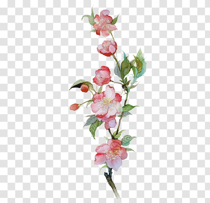 Malus Spectabilis Watercolor Painting Illustration - Blossom - Vector Flower Transparent PNG