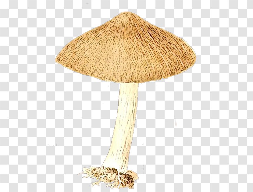 /m/083vt Wood - Agaricomycetes - Edible Mushroom Transparent PNG