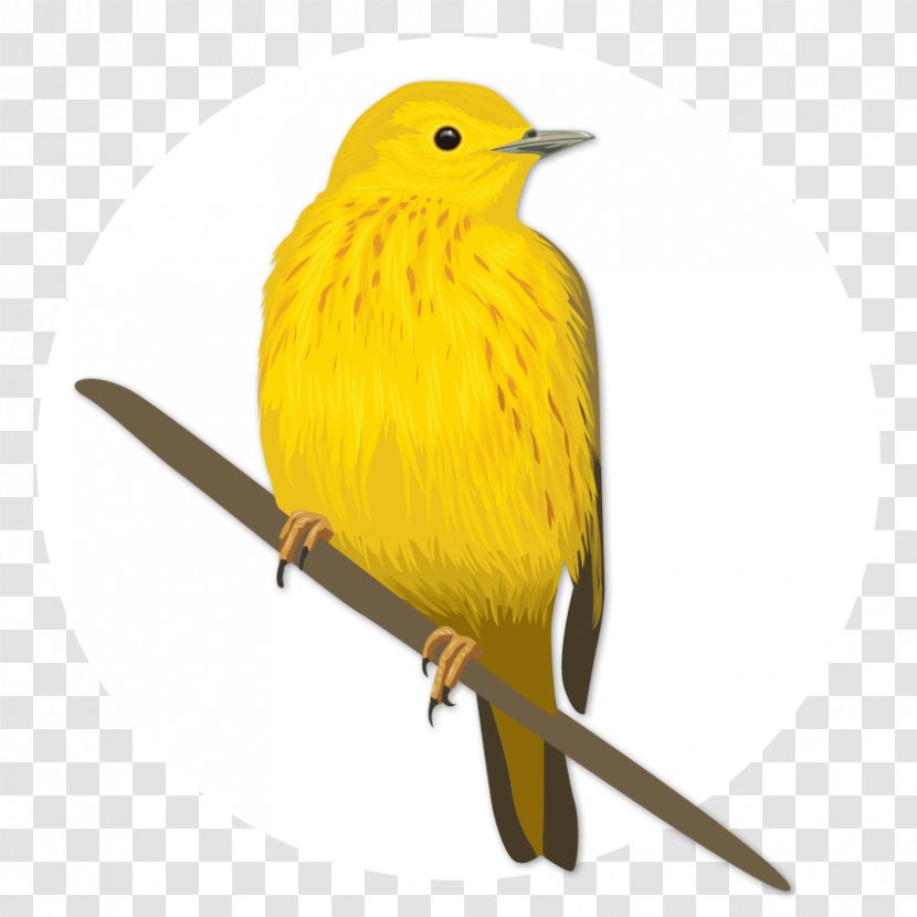 Bird Eurasian Golden Oriole Old World Beak Feather - Of Prey - Big Yellow Transparent PNG