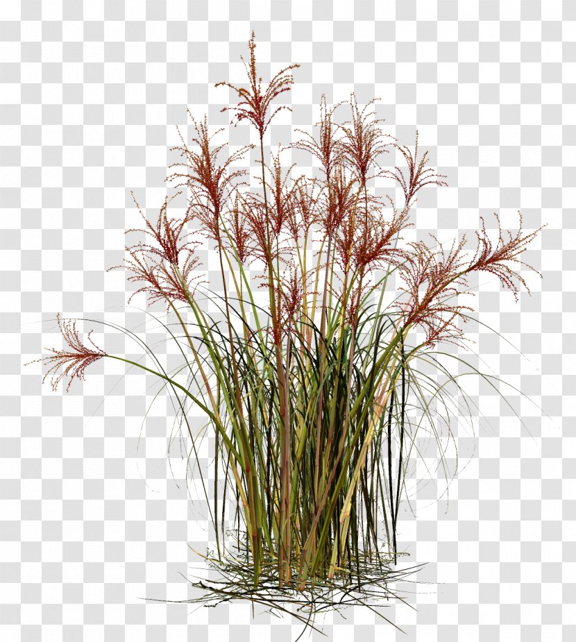 Grasses Straw Material - Flowerpot - Grass Transparent PNG
