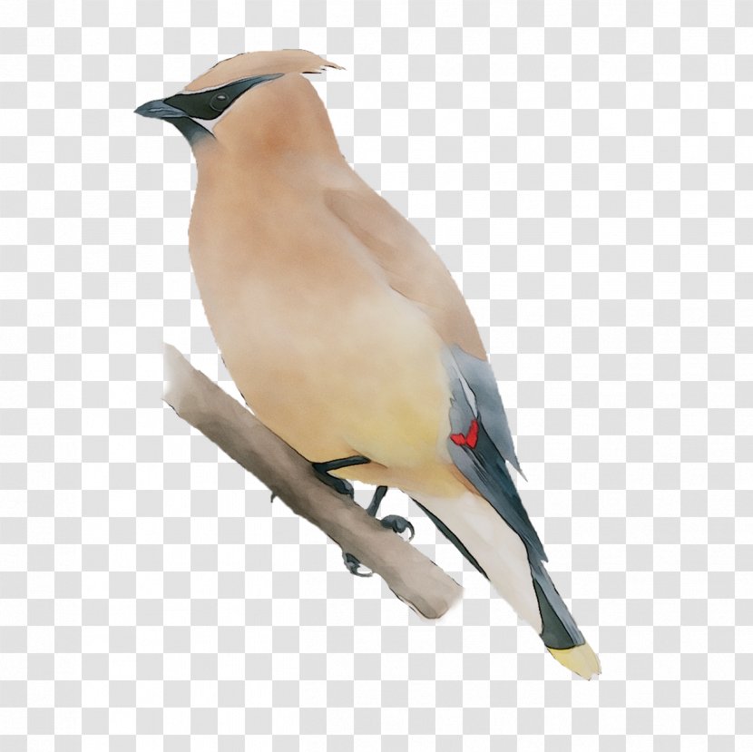 Beak Finches Fauna Neck Feather - Waxwing Transparent PNG