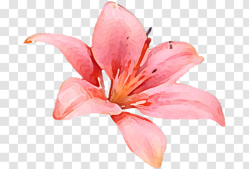 Lily Flower Transparent PNG