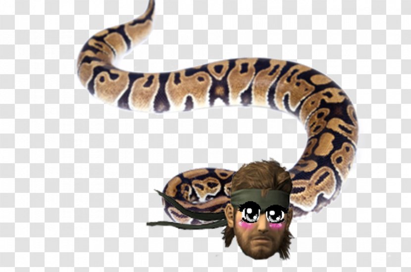 Snake CC Moore & Co. Pet Oviparity Cat - Shop Transparent PNG