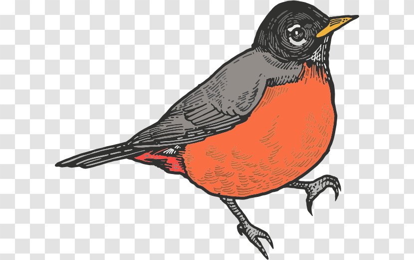 Robin Bird - Finch Perching Transparent PNG