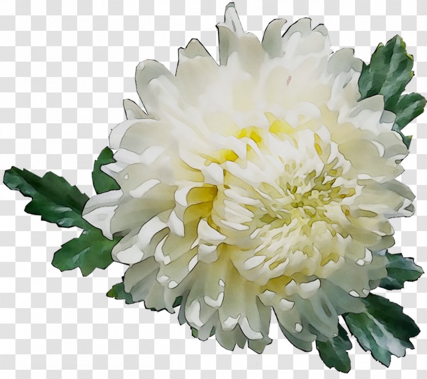 Chrysanthemum Cut Flowers Annual Plant Plants - Daisy Family - Aster Transparent PNG