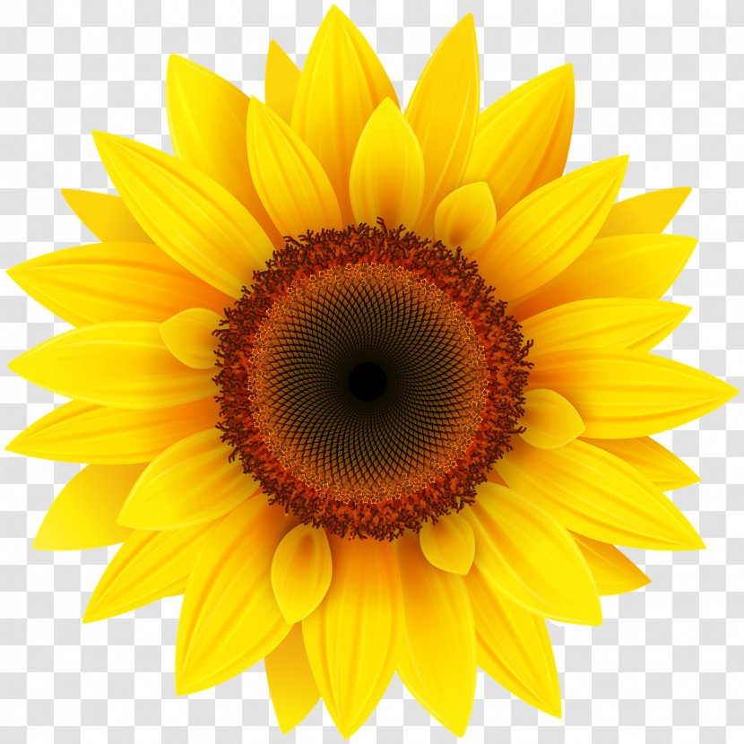 Common Sunflower Clip Art - Flower - Transparent Image Transparent PNG