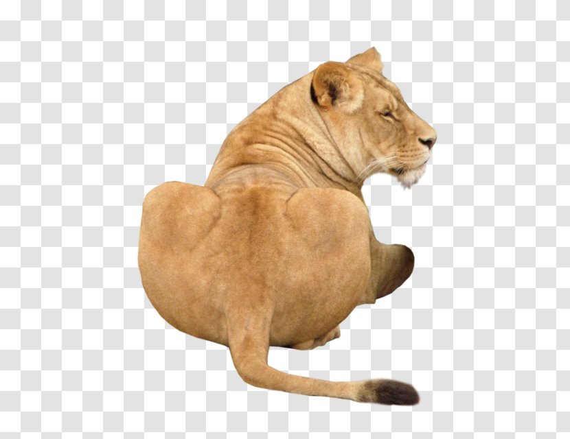 Lion Dog Big Cat Transparent PNG
