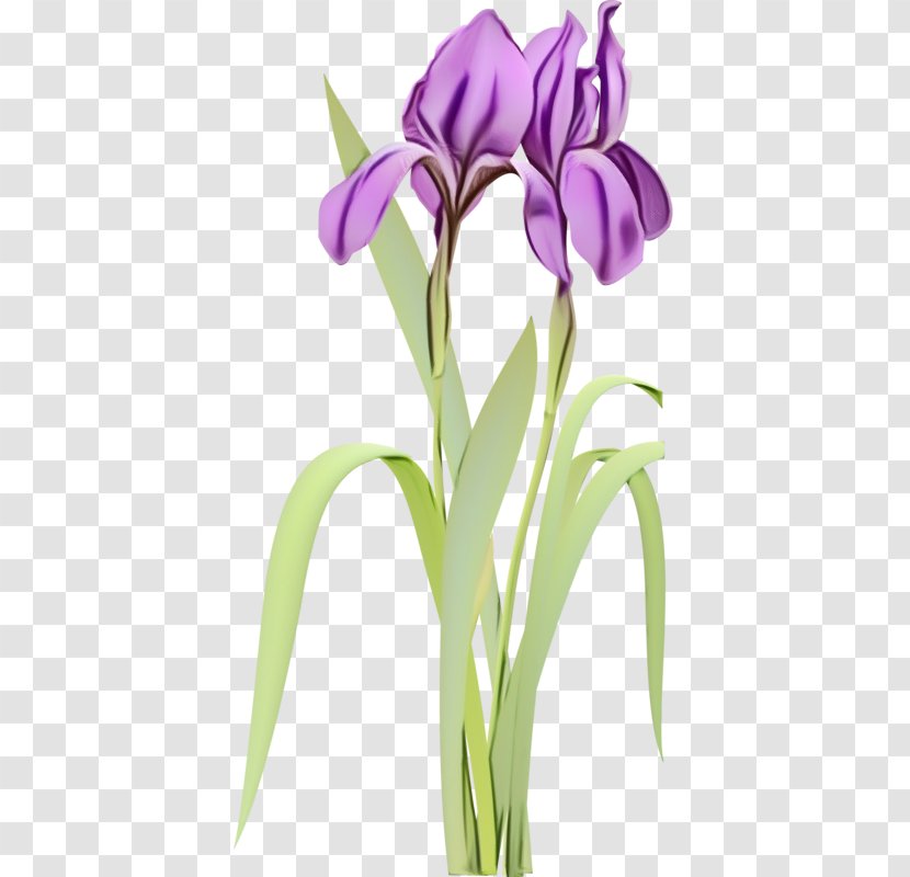 Flower Flowering Plant Purple Violet - Stem Iris Transparent PNG