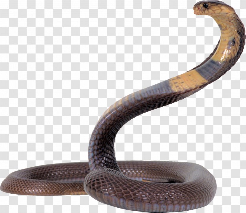 King Cobra Snake Clip Art Transparent PNG