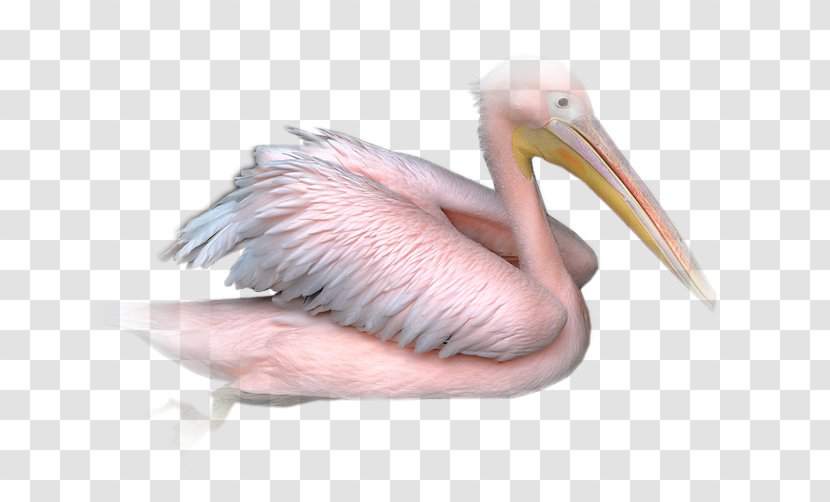 Pelican PaintShop Pro Bird Animal - Seabird - Nikita Transparent PNG