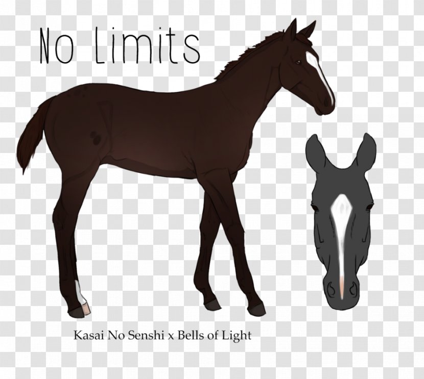 Mustang Foal Stallion Mare Colt - Horse Supplies Transparent PNG