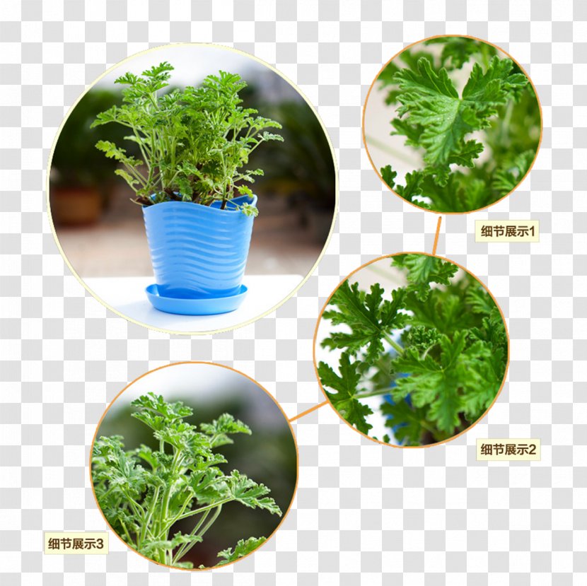 Mosquito Grass Pot - Bonsai Transparent PNG