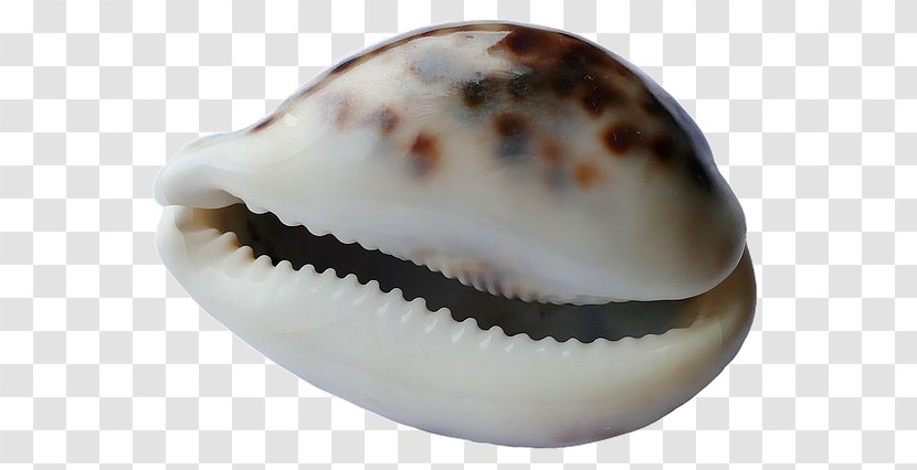 Cockle Seashell Mollusc Shell Beach - Sea Snail Transparent PNG