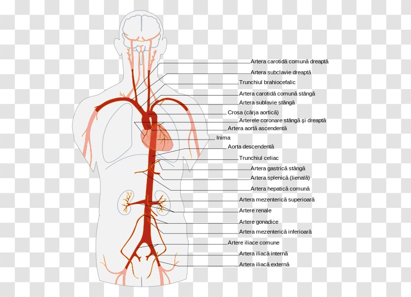 Abdominal Aorta Artery Anatomy Human Body - Cartoon - The Branches Transparent PNG
