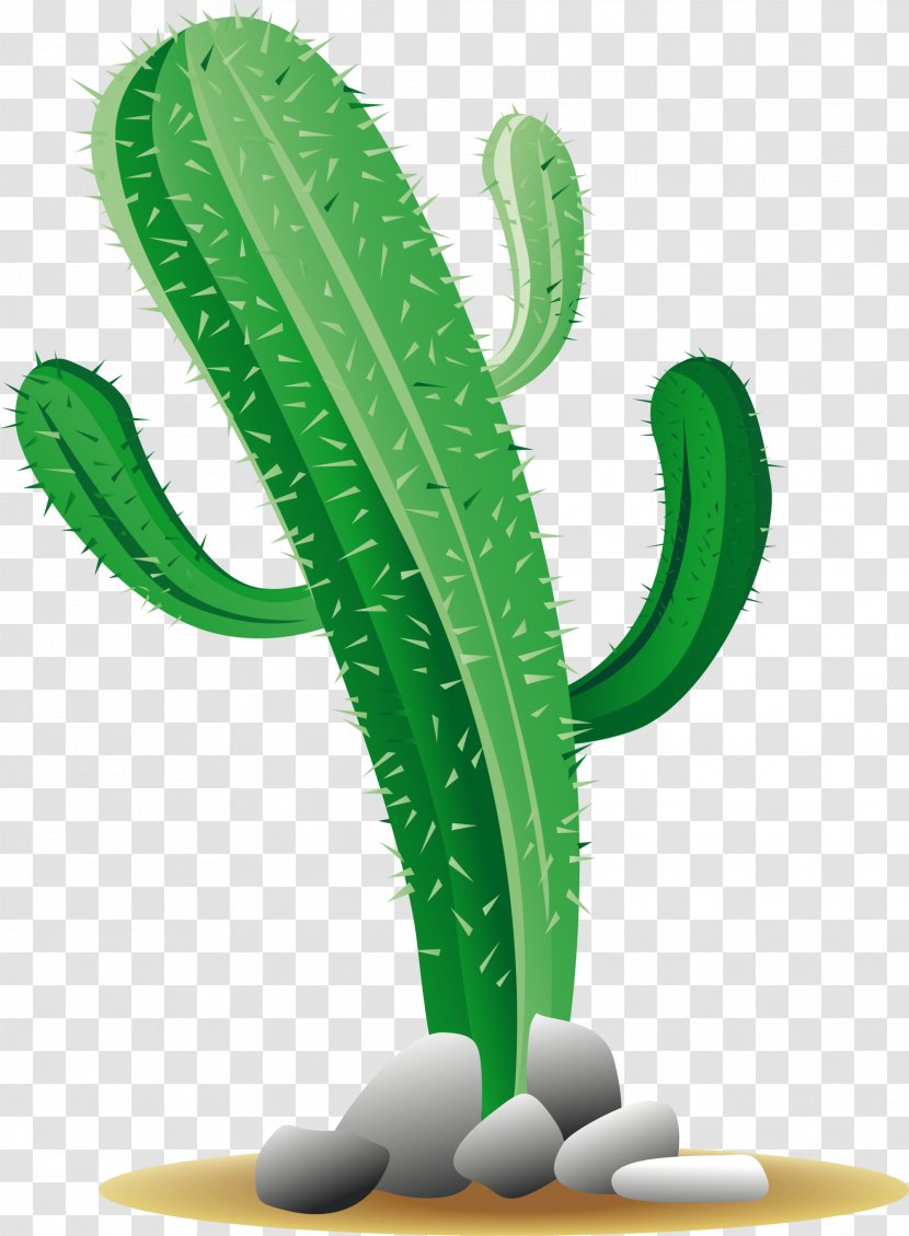 Cactaceae - Green Minimalist Cactus Transparent PNG