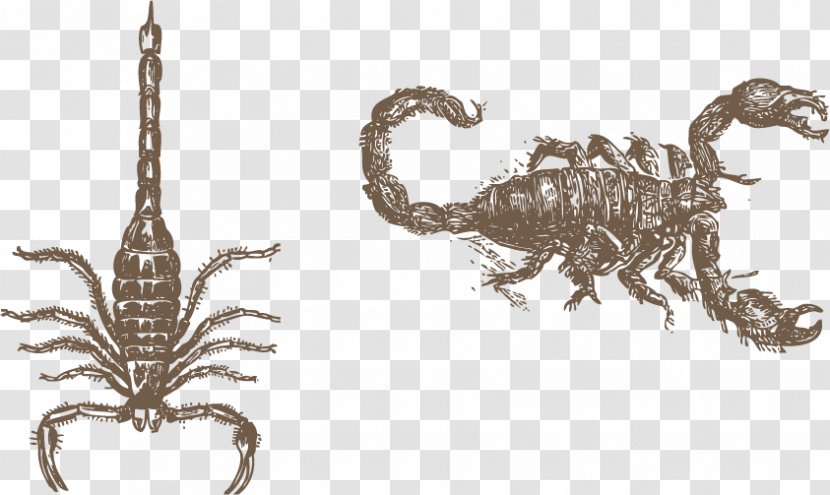 Scorpion Euclidean Vector Vecteur - Organism - Painted A Transparent PNG